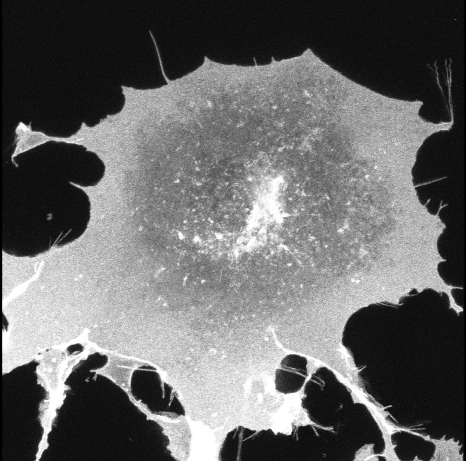 Chlorocebus sabaeus (Plasma membrane) - CIL:728