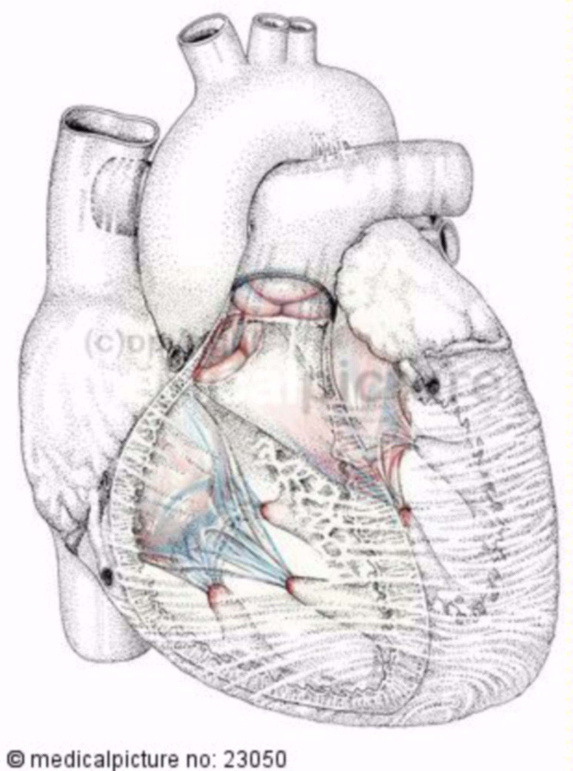 Heart, cardiac valves