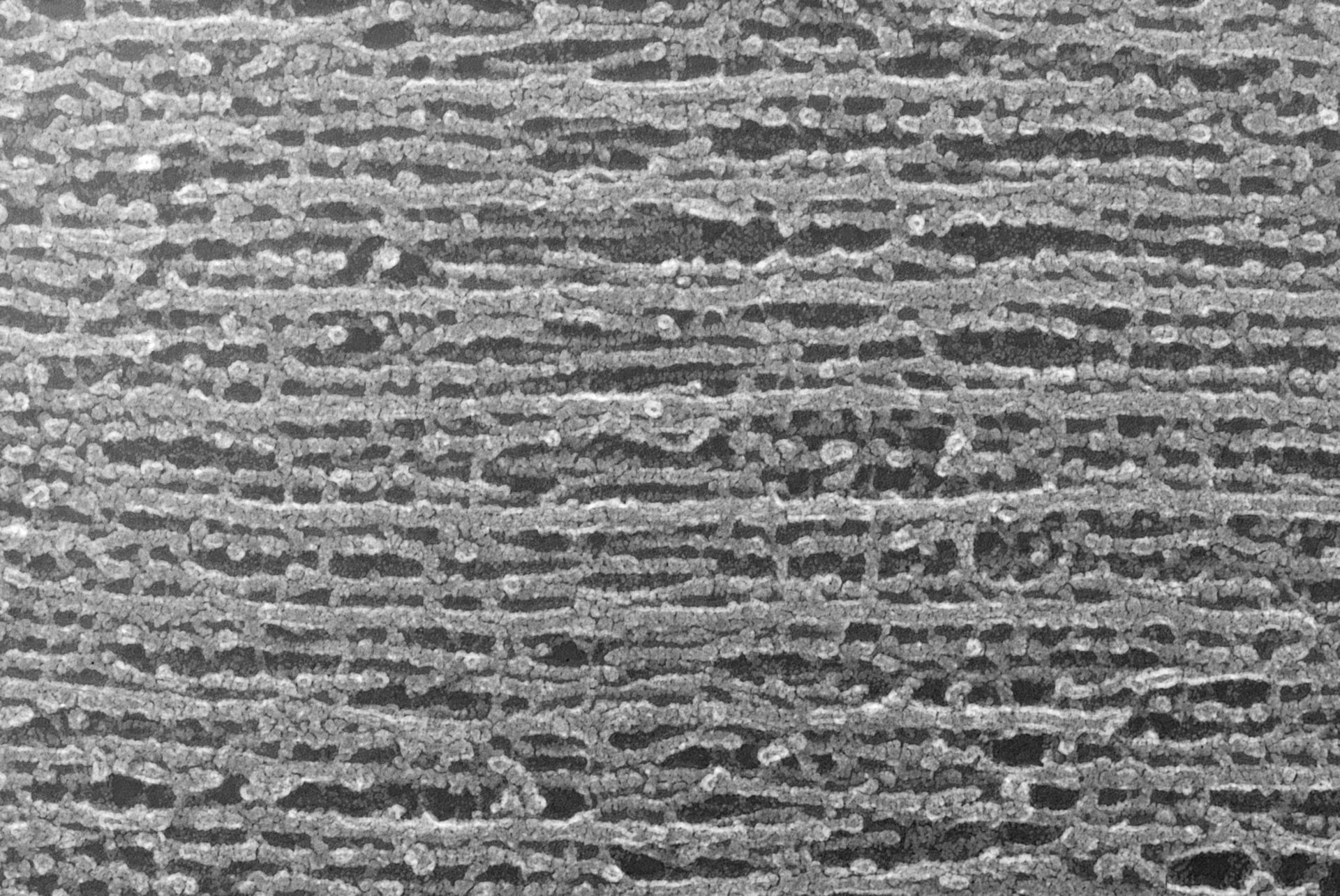 Oryctolagus cuniculus (Cytoskeleton) - CIL:1456