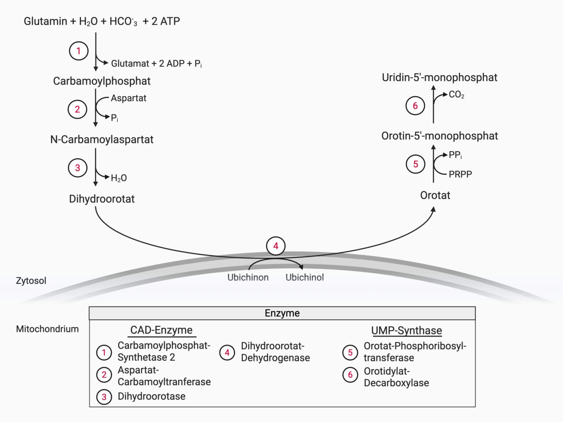 Pyrimidinbiosynthese