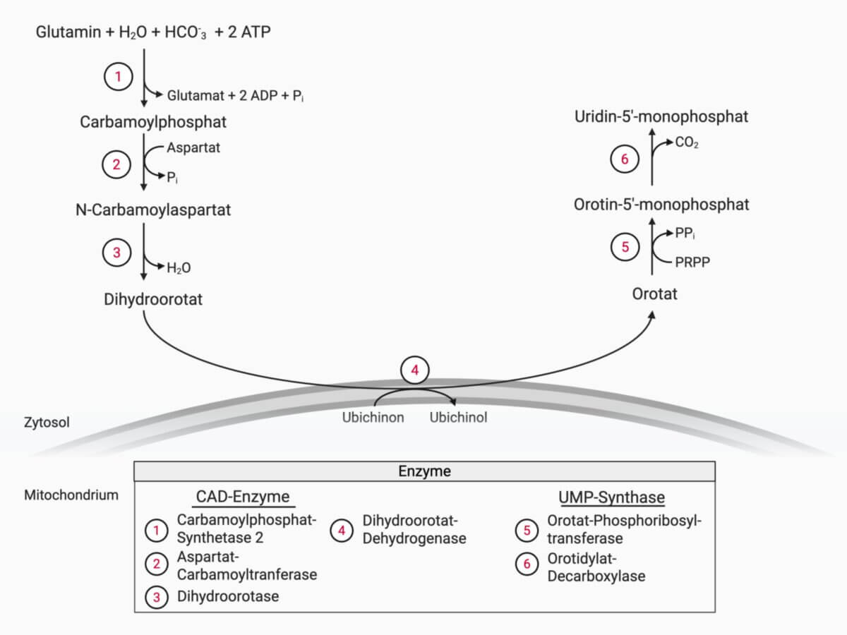 Pyrimidinbiosynthese
