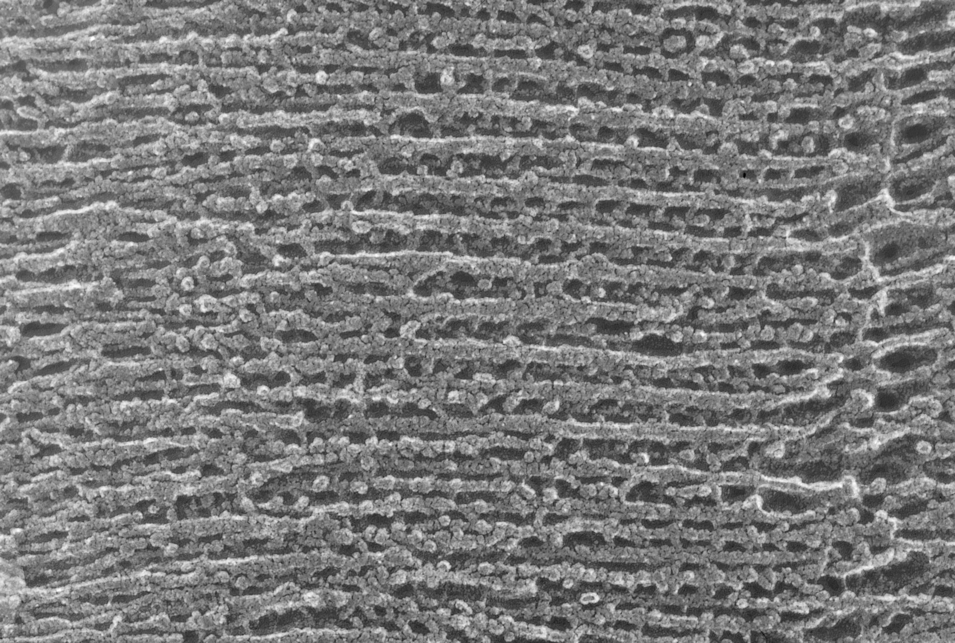 Oryctolagus cuniculus (Cytoskeleton) - CIL:1441