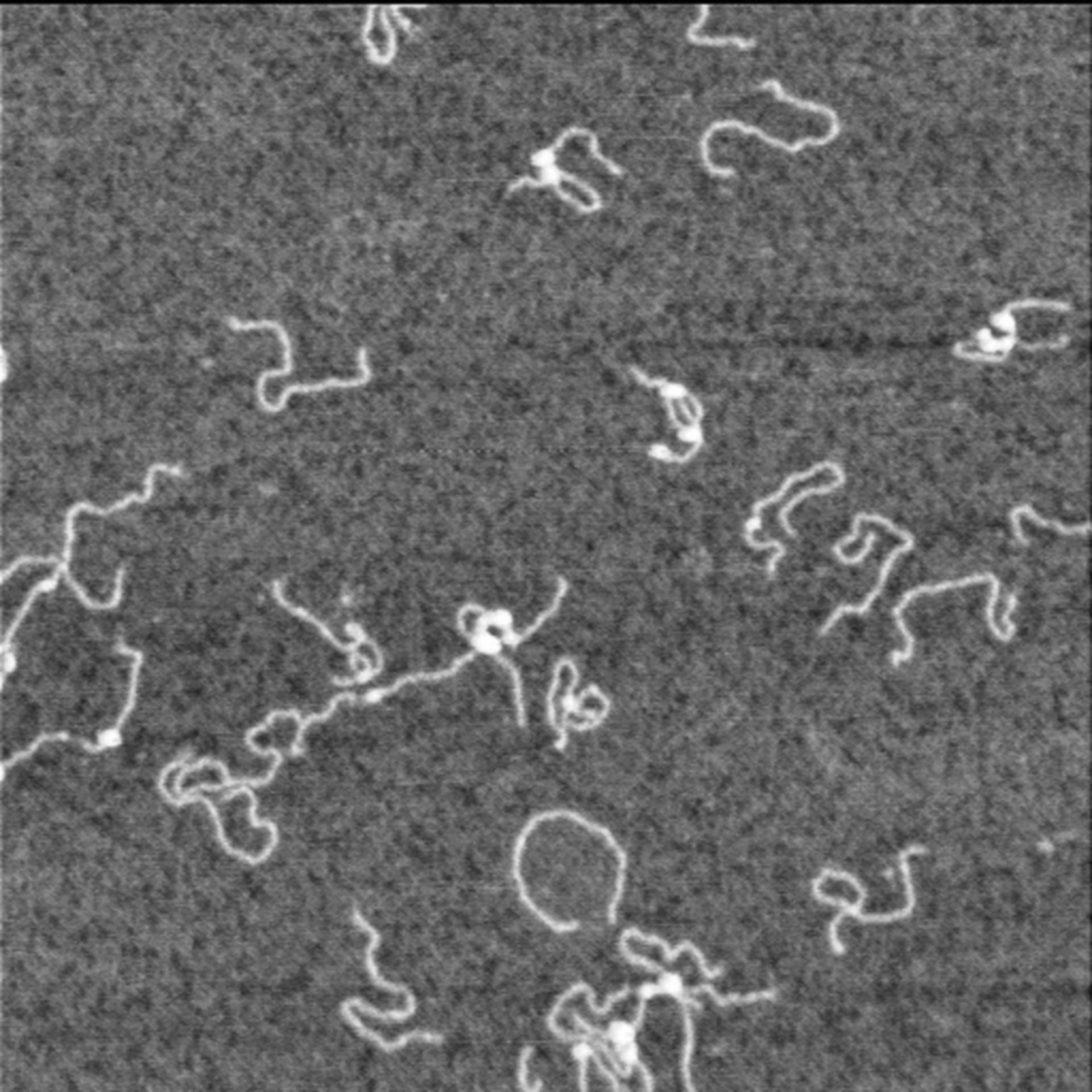 Homo sapiens (Nucleus) - CIL:7113