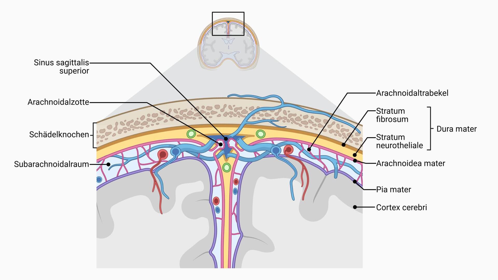 Anatomie der Meningen