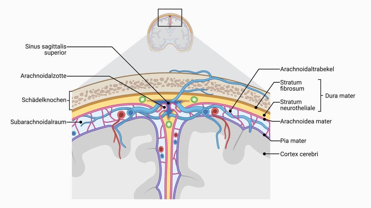 Anatomie der Meningen