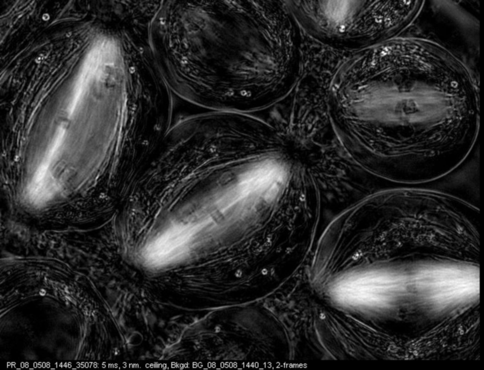 Nephrotoma suturalis (Nuclear chromosome) - CIL:10723