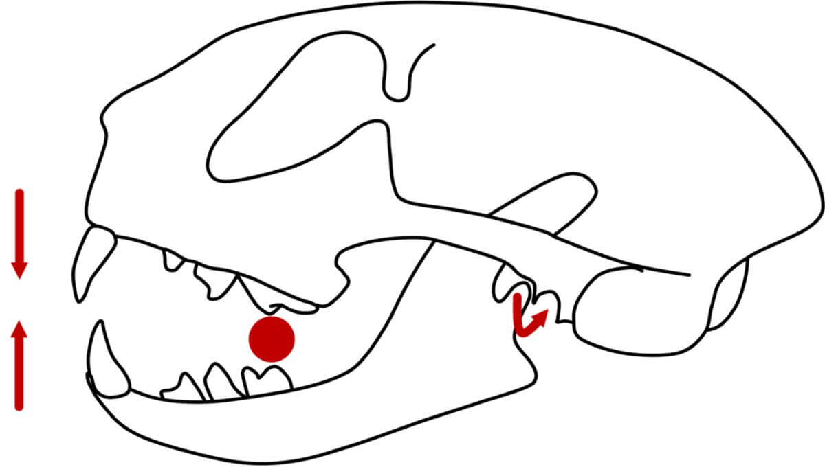 Kieferluxation Katze (rostrodorsal)