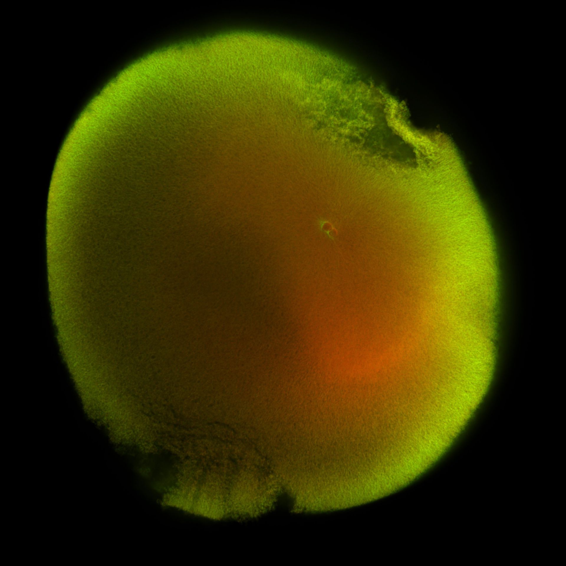 Xenopus laevis (DNA) - CIL:36496