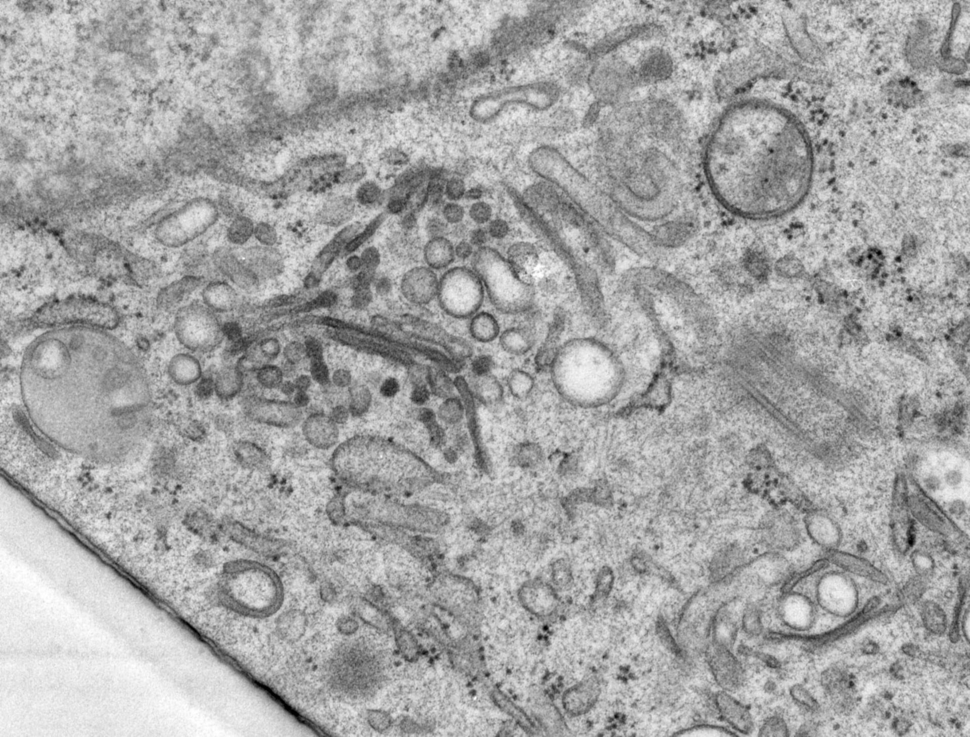 Rattus norvegicus (Golgi cisterna) - CIL:24520
