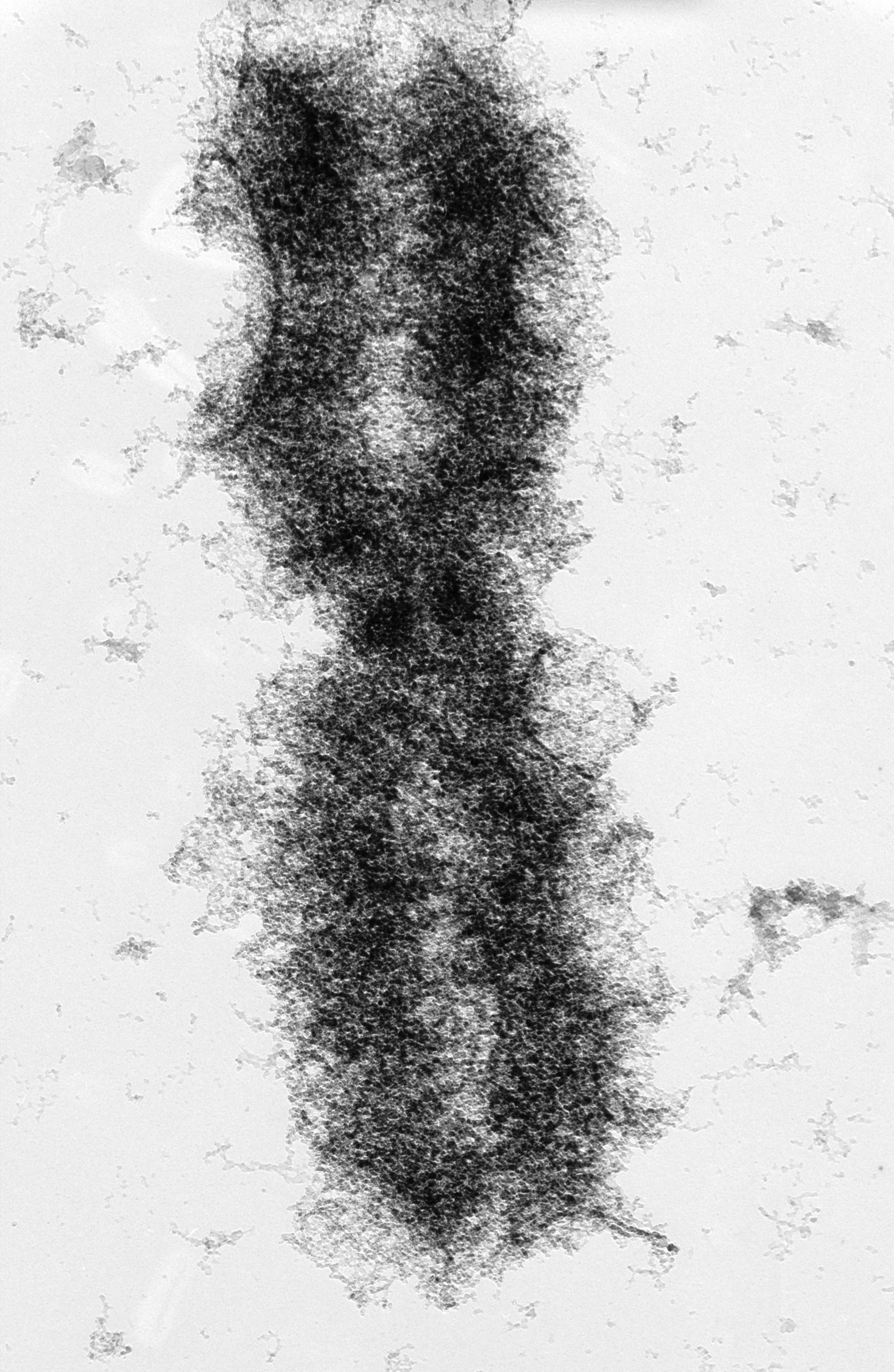 Mus musculus (Nuclear chromosome) - CIL:40681