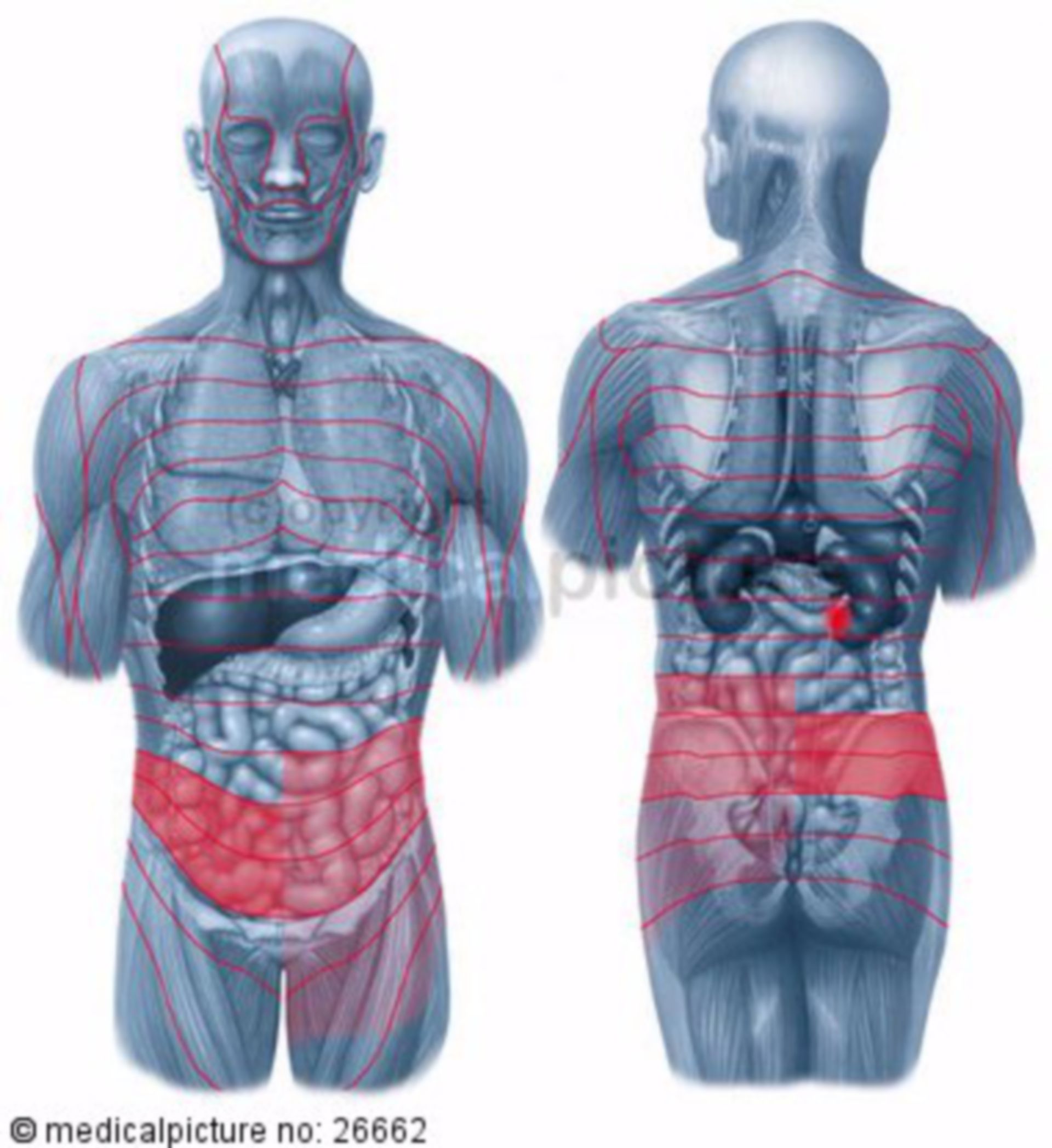 Kidneys: zones of referred pain