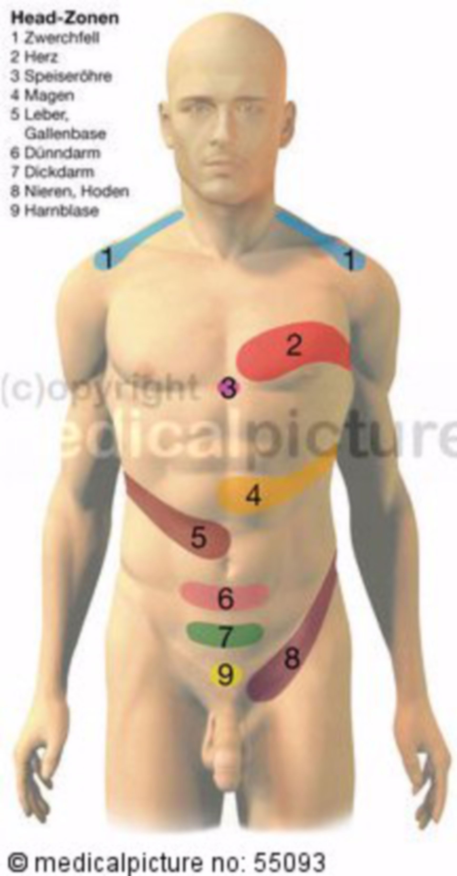 Zones of referred pain (overview)