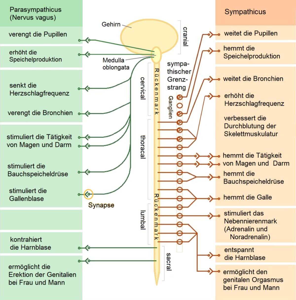 Vegetatives Nervensystem