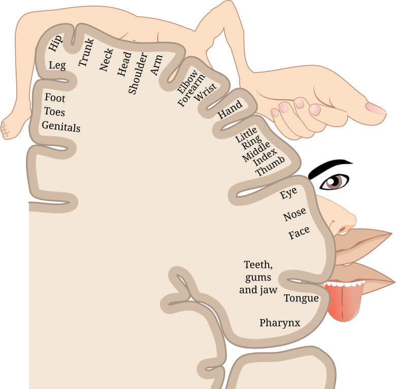 sensory_homunculus-en.svg_original_original.jpg