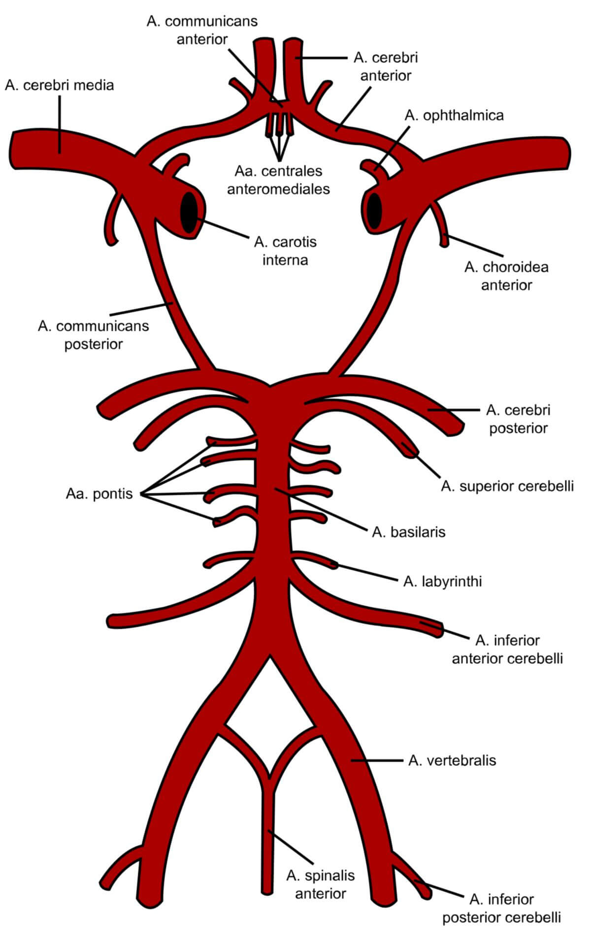 Circulus arteriosus cerebri