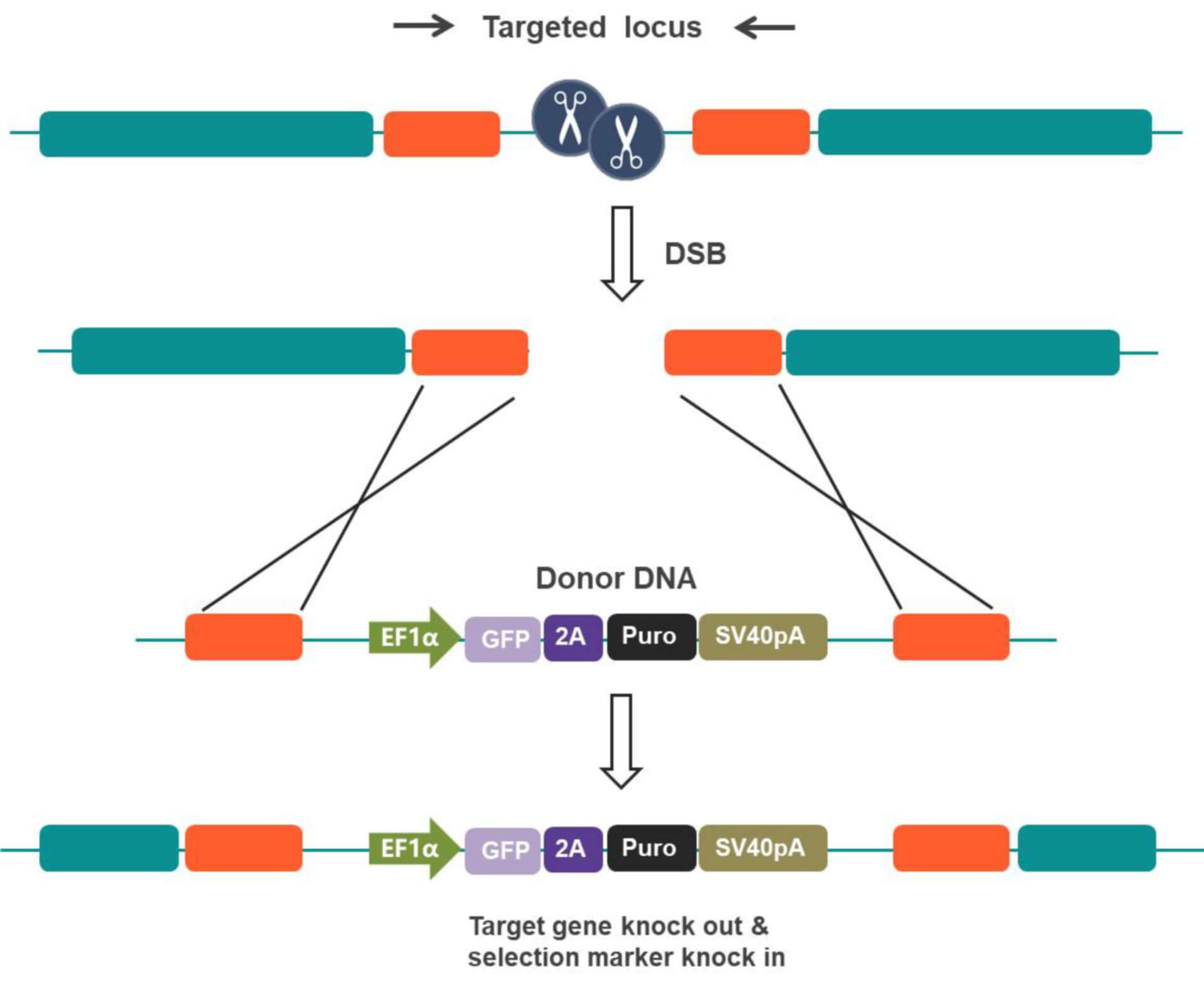 Microbial Genome Editing