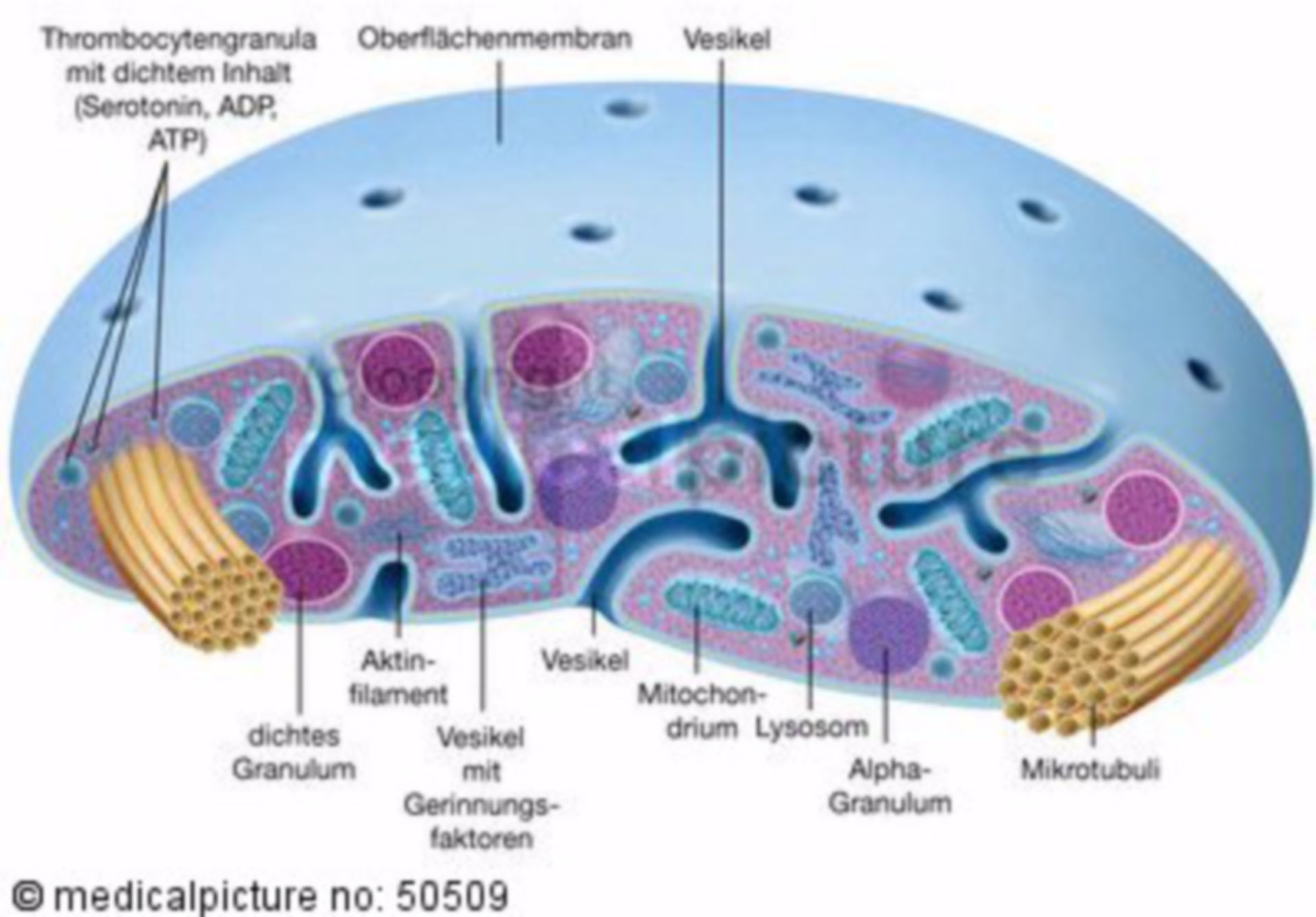 platelets cells diagram