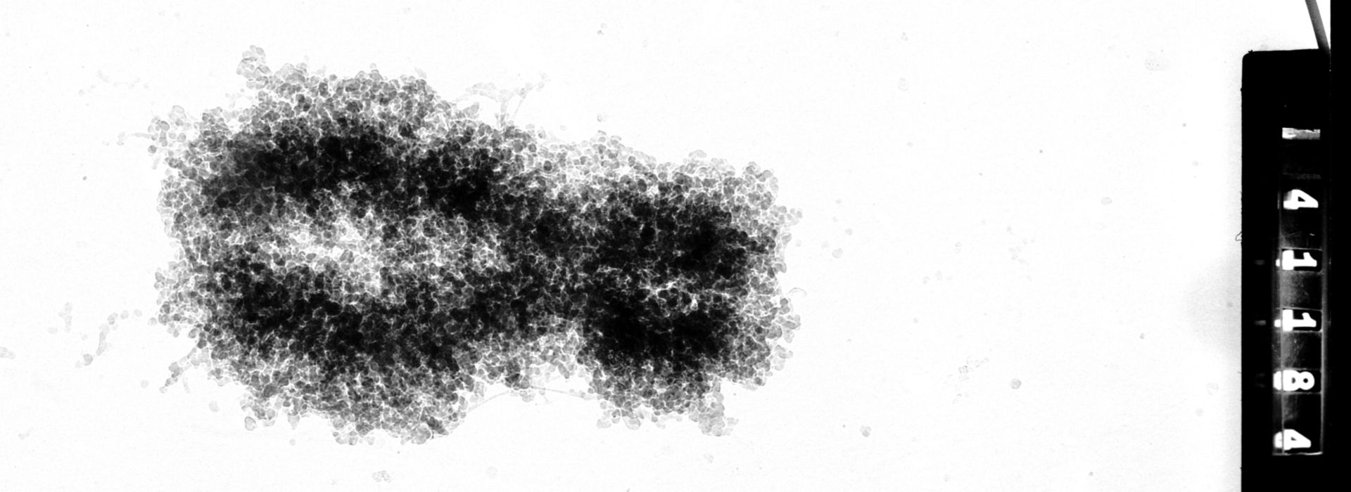 Homo sapiens (Condensed chromosome) - CIL:35373
