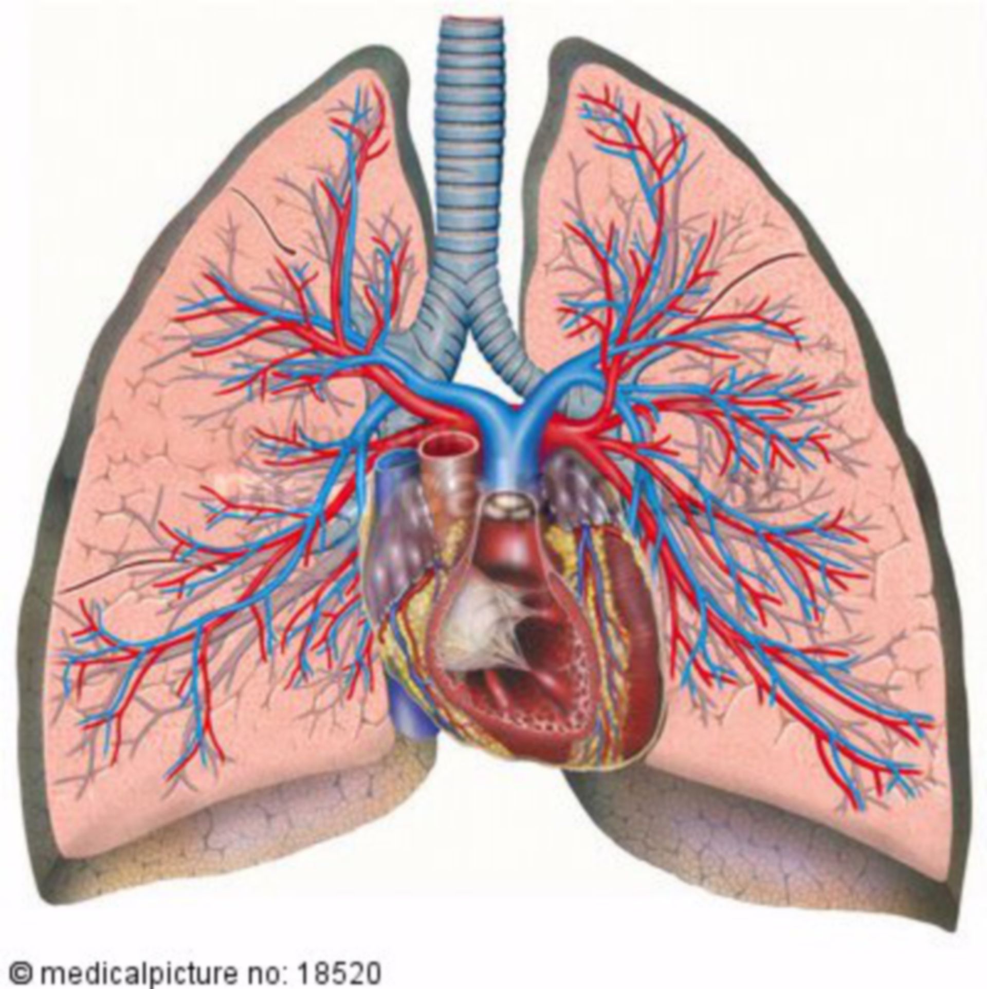 Heart, Lung, Blood circulation