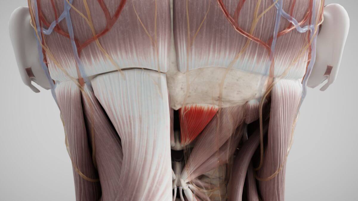 Musculus rectus capitis posterior minor