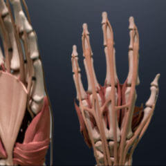 Beugesehne DocCheck Flexikon