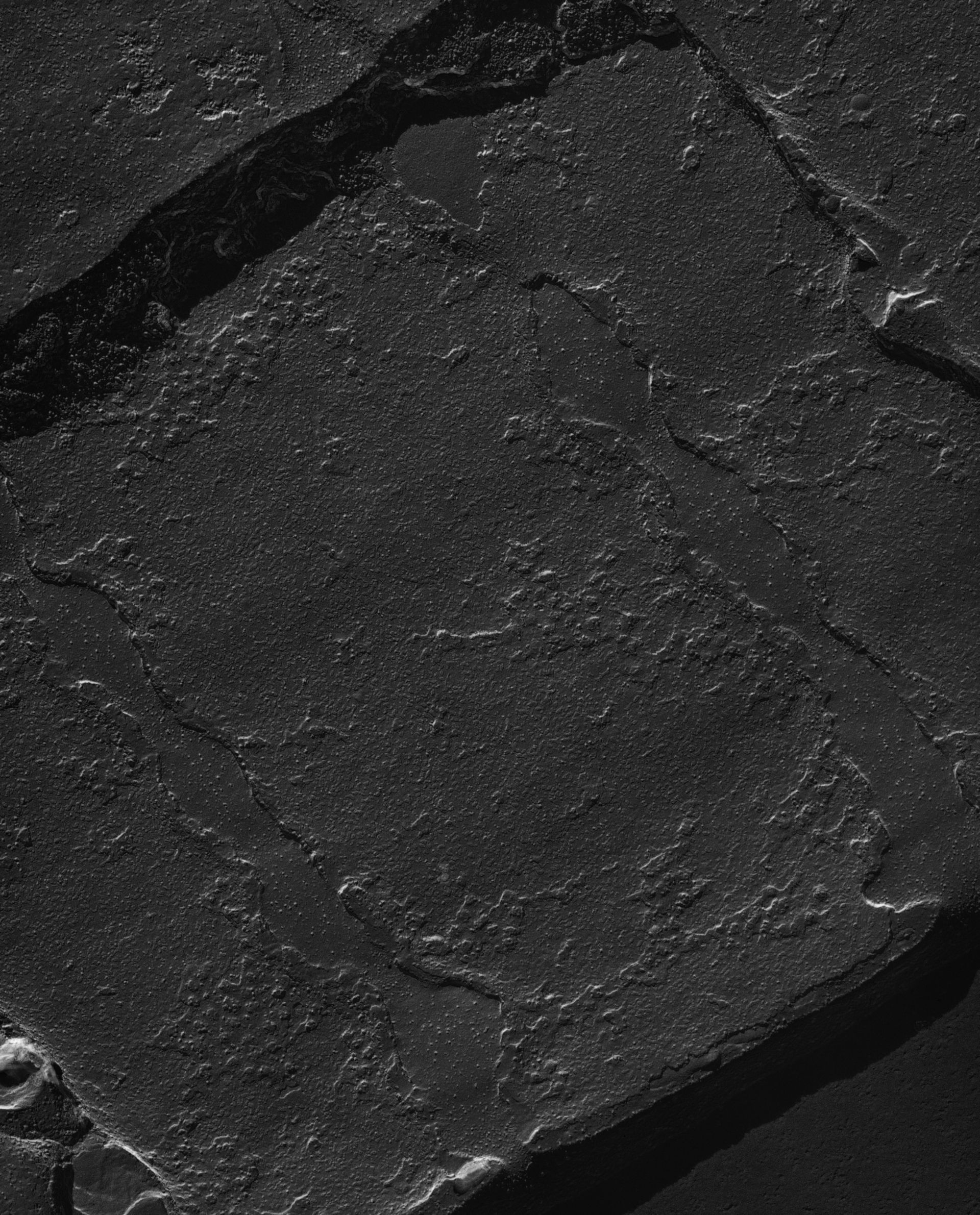 Damselfly (Sarcoplasmic reticulum) - CIL:18467