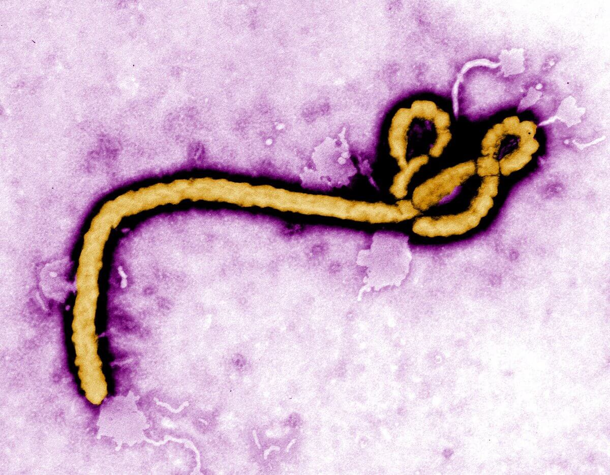 Ebolavirus