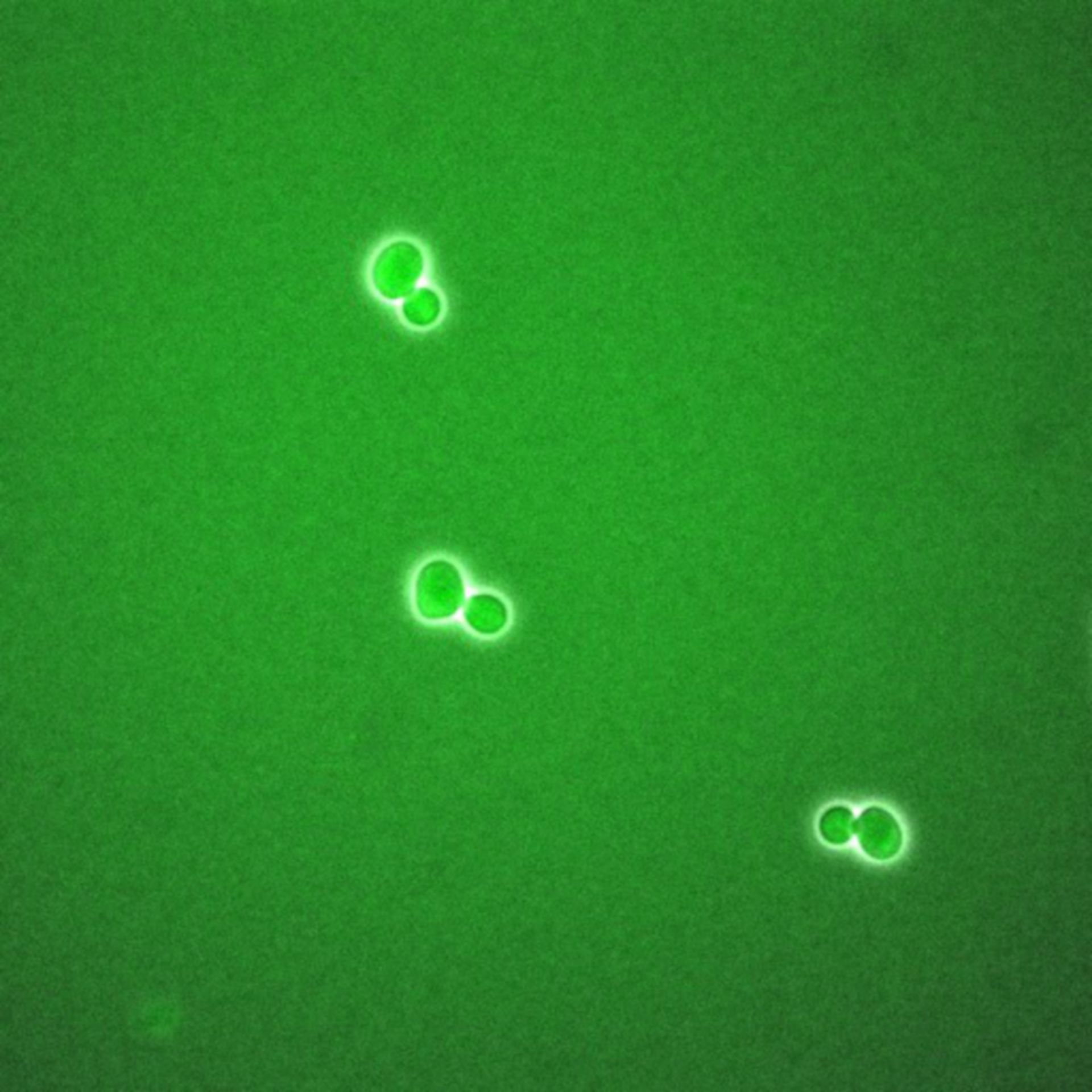 Saccharomyces cerevisiae (BCK2 protein) - CIL:35791