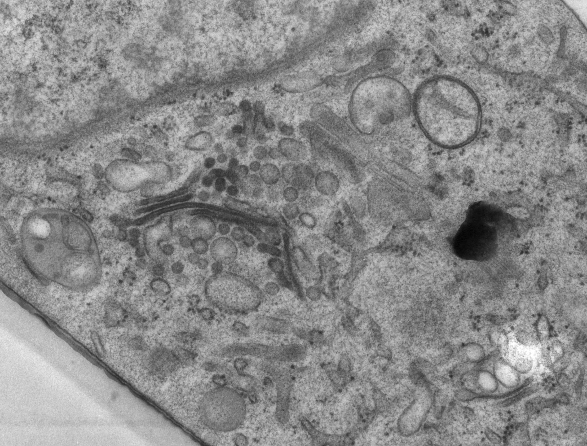 Rattus norvegicus (Golgi cisterna) - CIL:24521