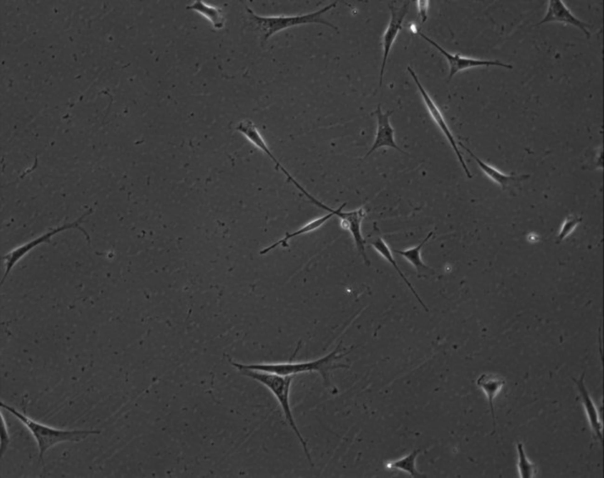 Mus musculus (Extracellular matrix part) - CIL:7855