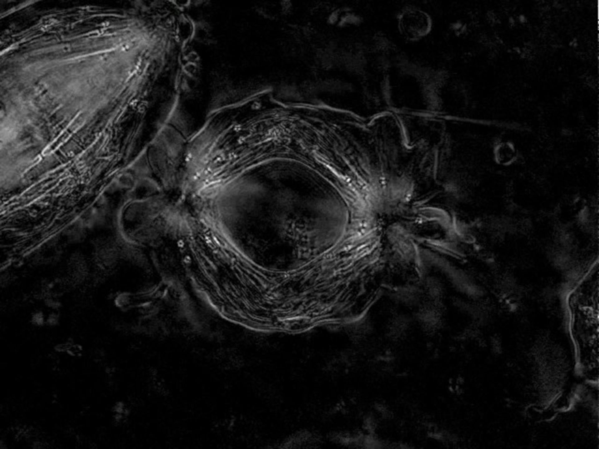 Nephrotoma suturalis (Nuclear chromosome) - CIL:9056