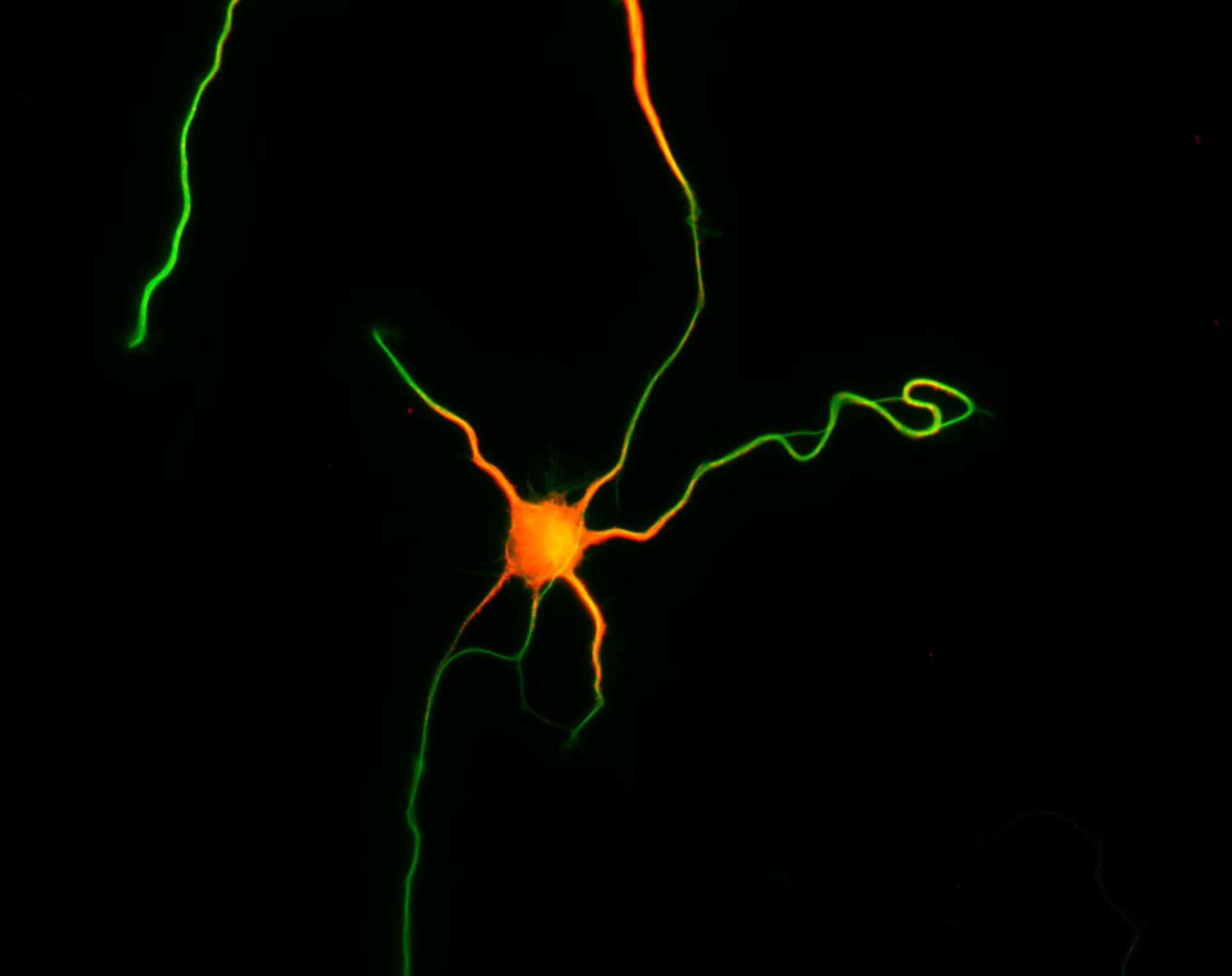 Rattus (Dendrite) - CIL:8454