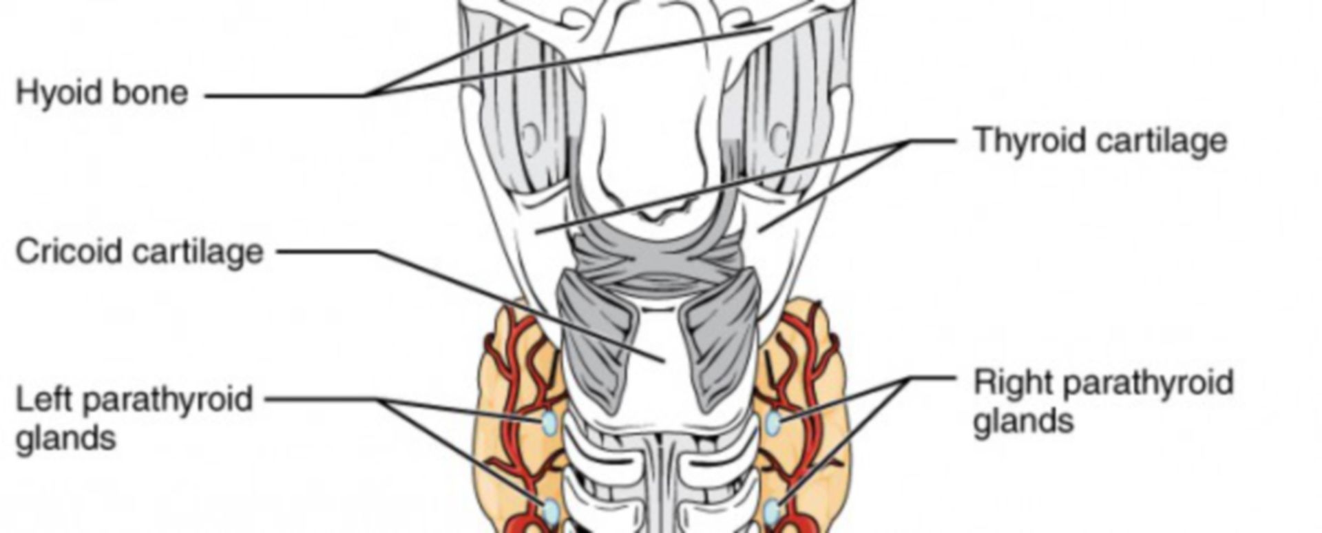 HYPOTHYREOSE BEHANDLUNG VORBEUGUNG visual data 8