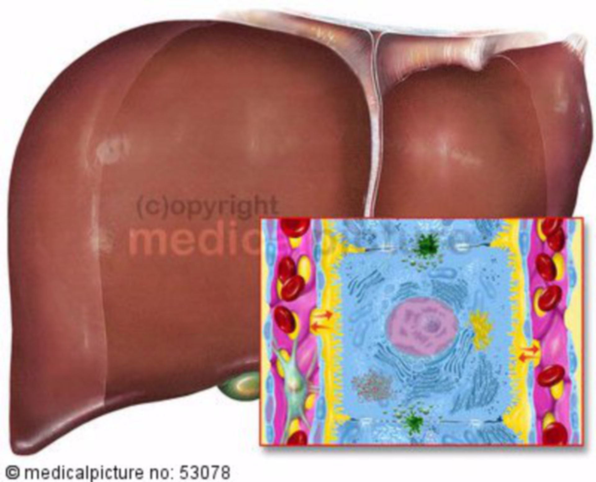 Liver with hepatocytes