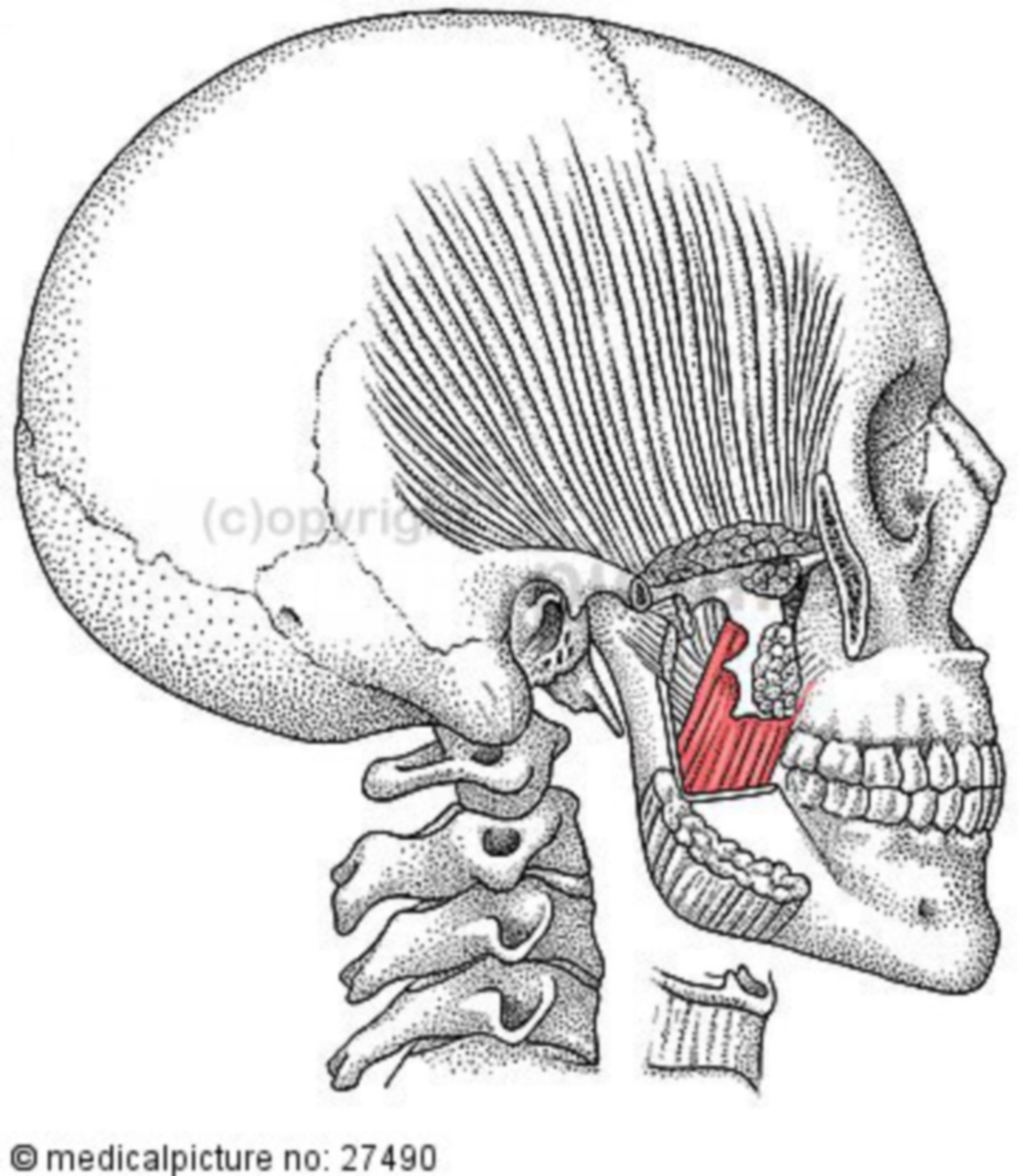 Medial pterygoid muscle, mastication muscles