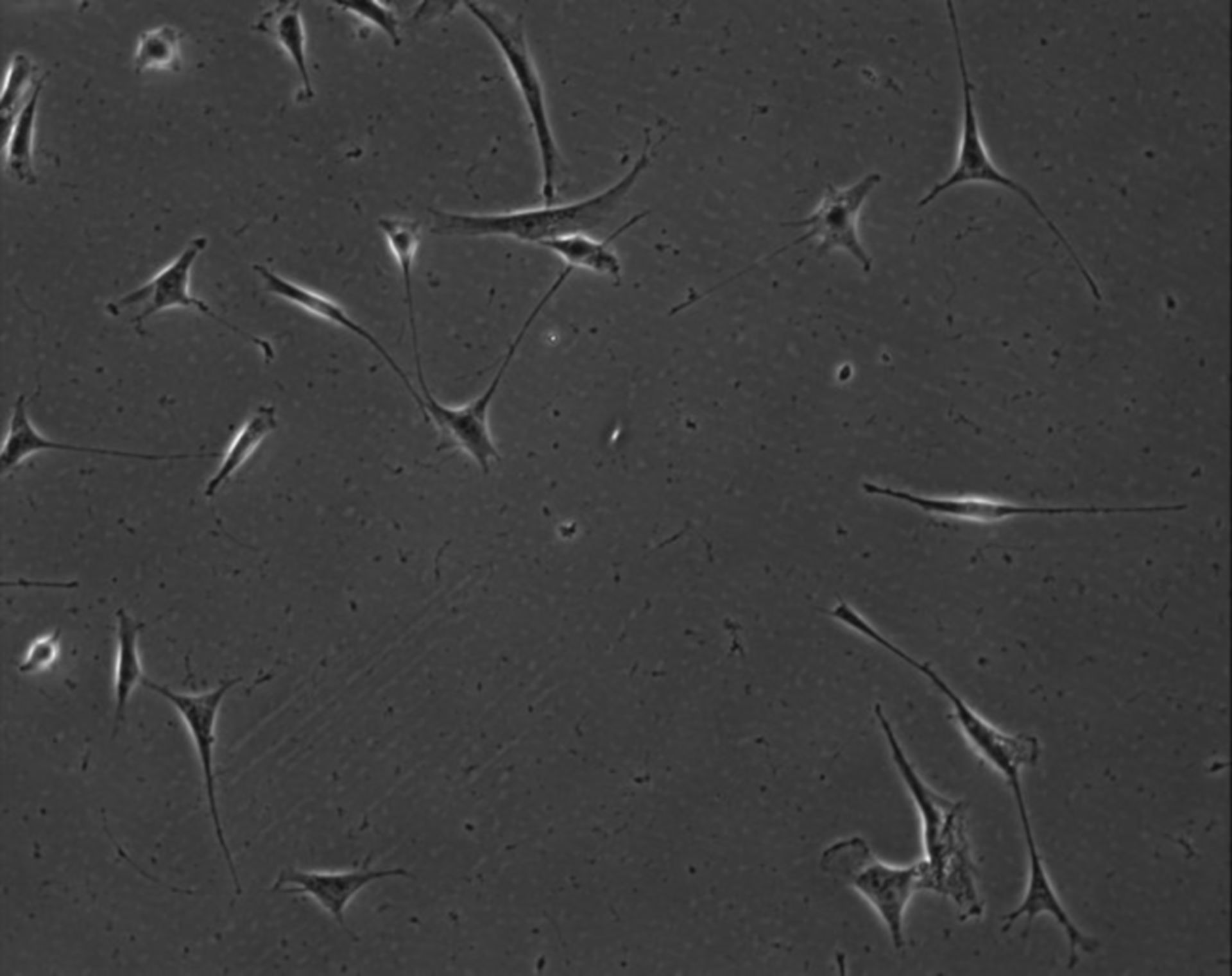 Mus musculus (Extracellular matrix part) - CIL:7900