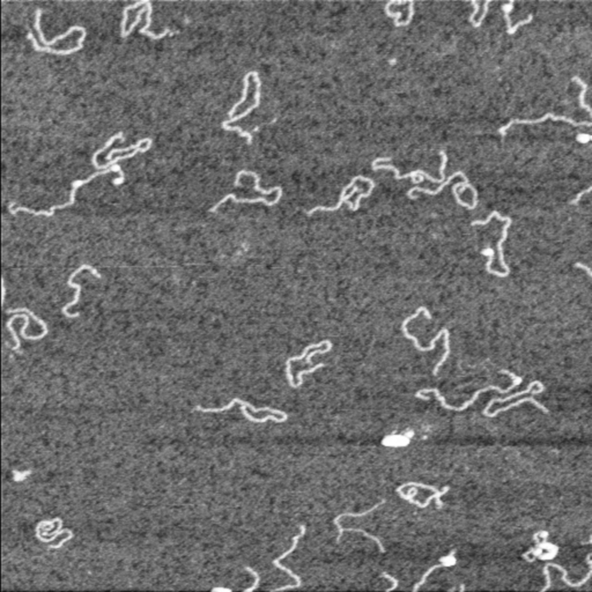 Homo sapiens (Nucleus) - CIL:7122