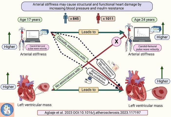 low-res_arterial_stiffness_structural_and_functional_heart_damag_original.jpg