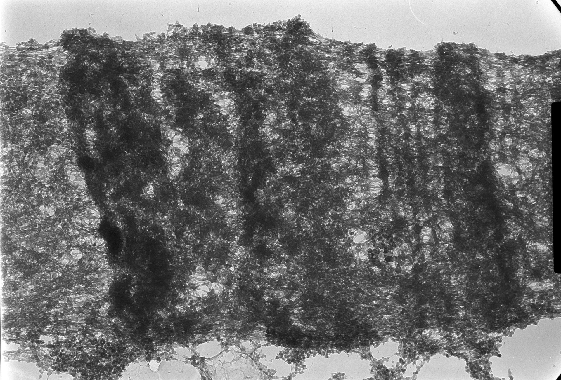 Drosophila melanogaster (Polytene chromosome) - CIL:25396