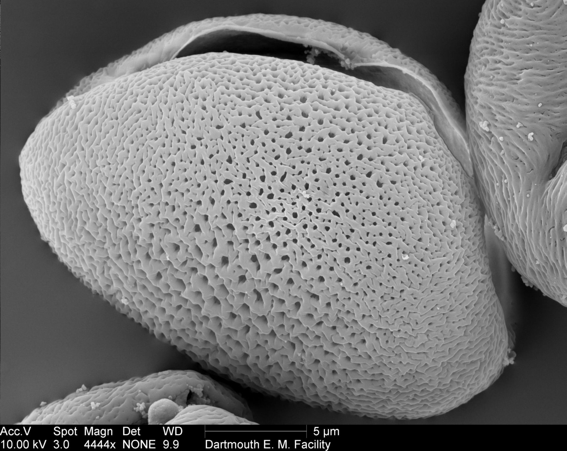 Allium (Pollen wall) - CIL:40347