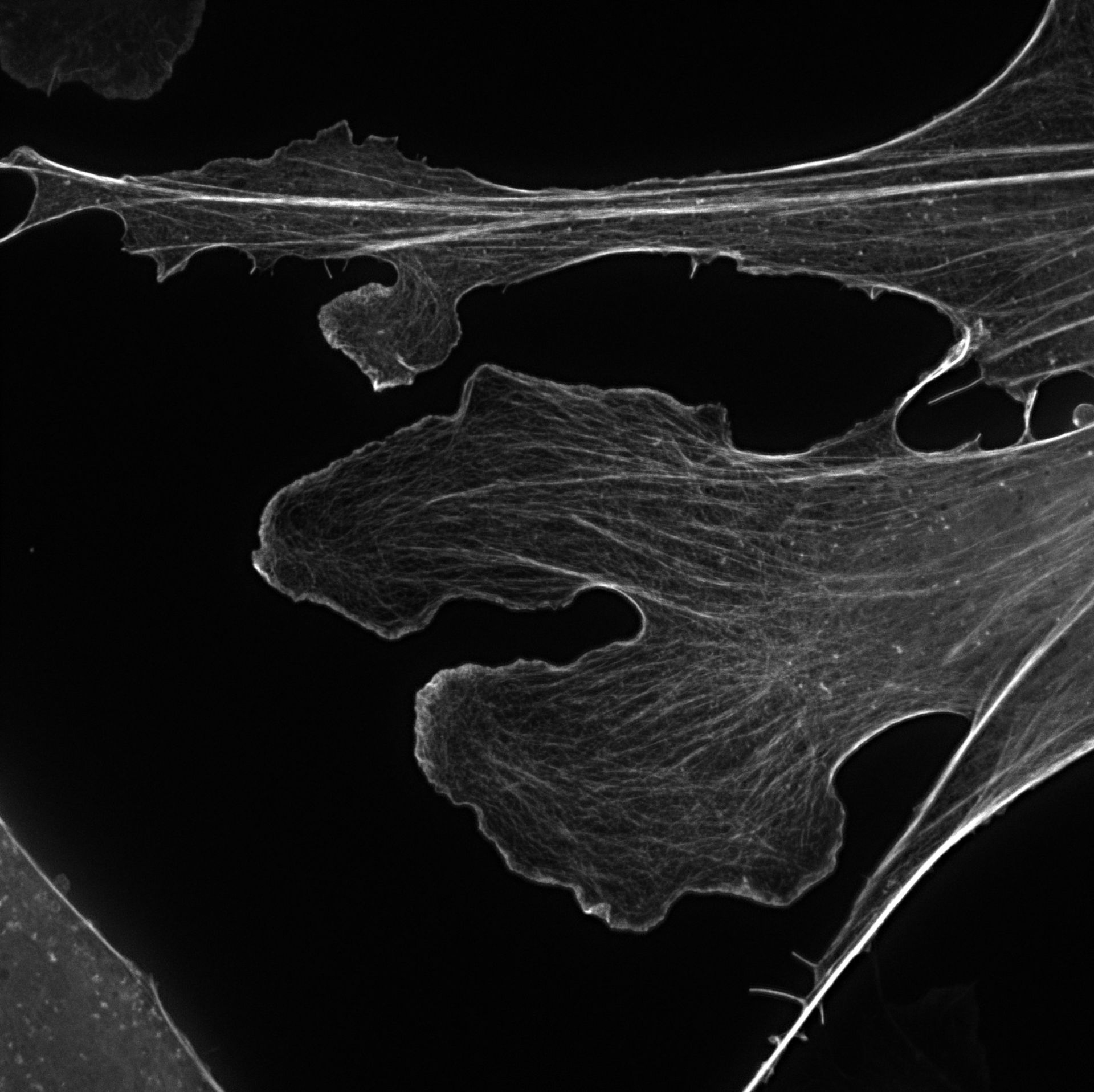 Mus musculus (Actin cytoskeleton) - CIL:7053