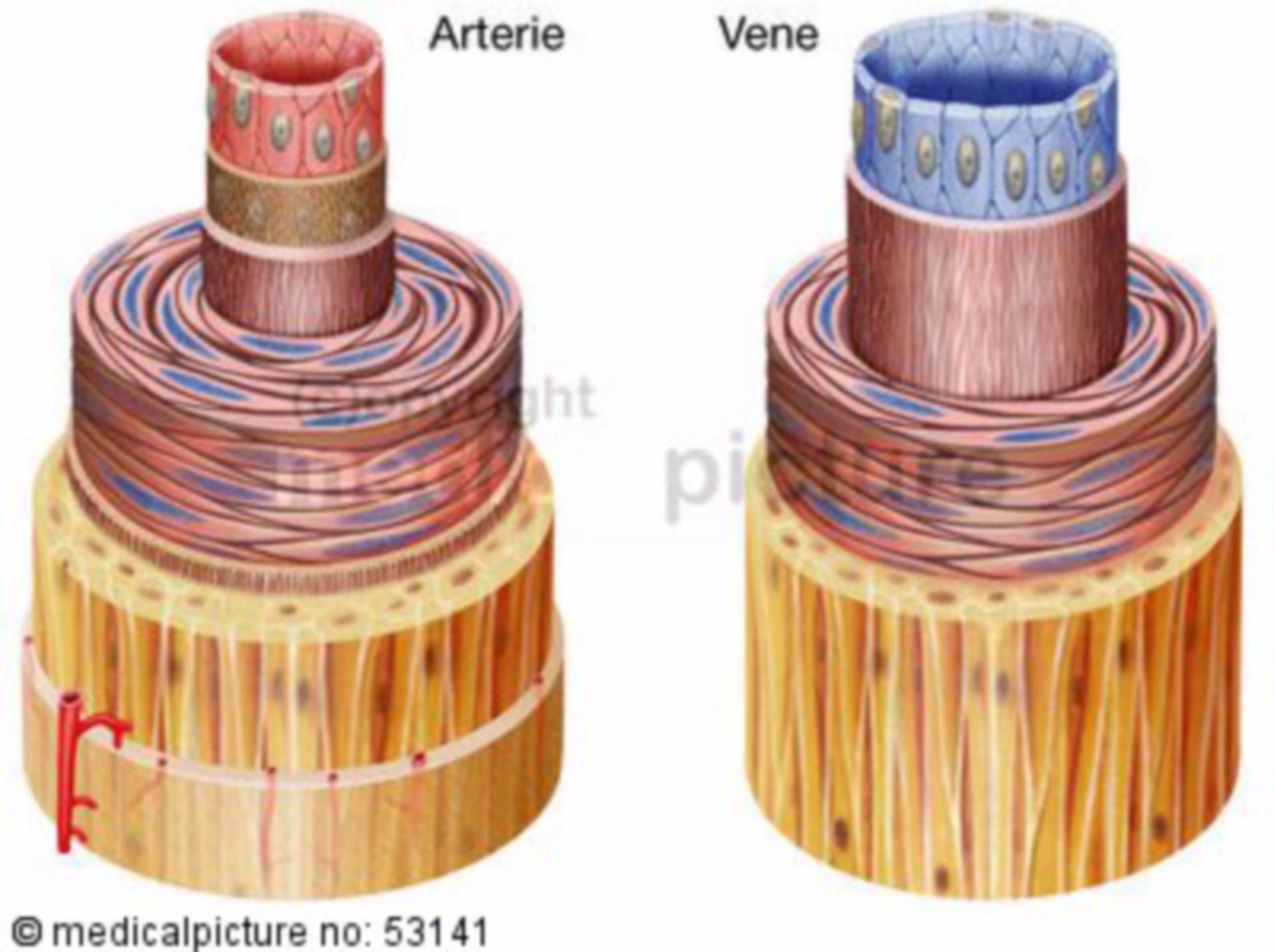 Arterie und Vene, Wandaufbau