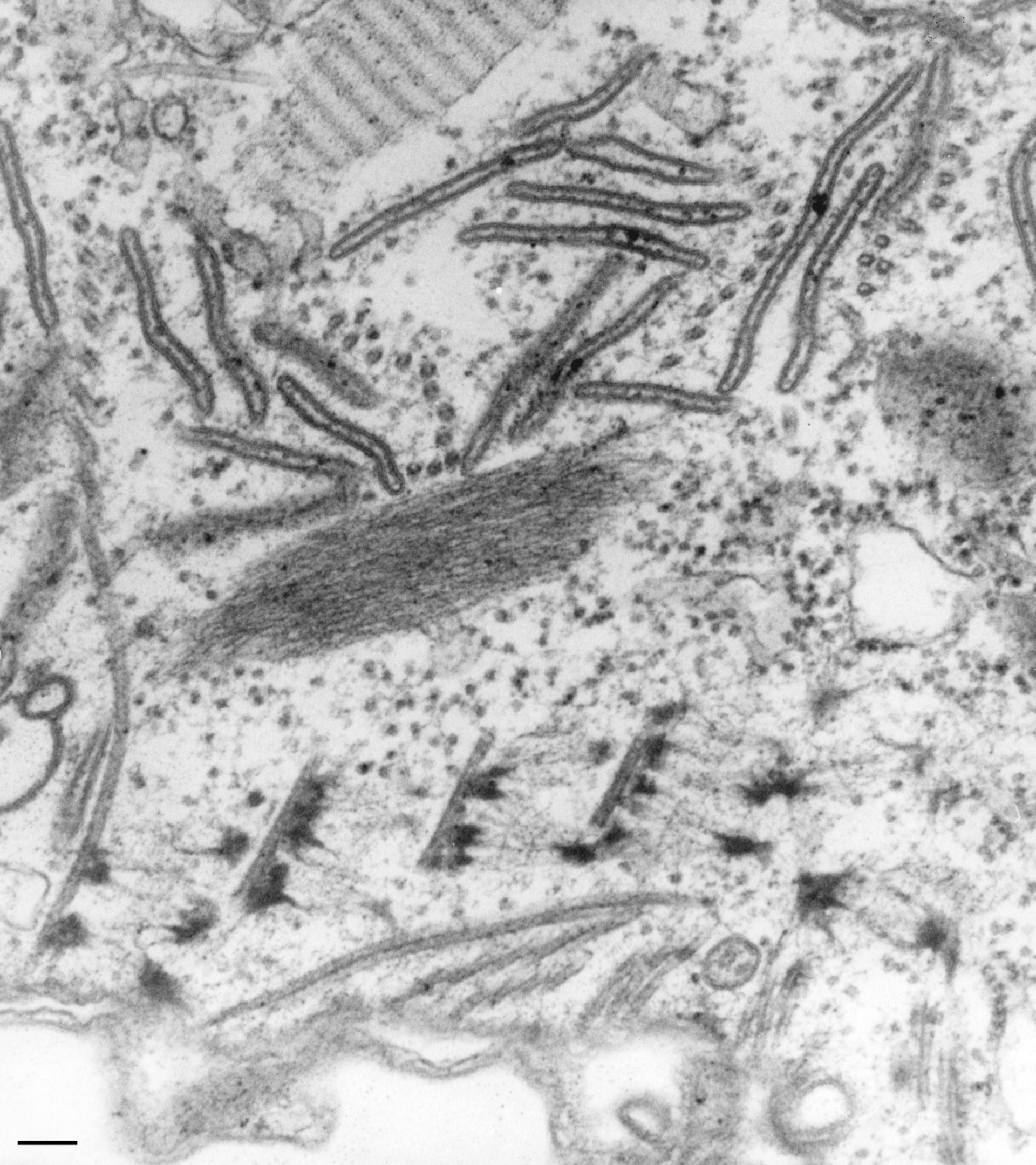 Paramecium caudatum (Oral apparatus) - CIL:36785