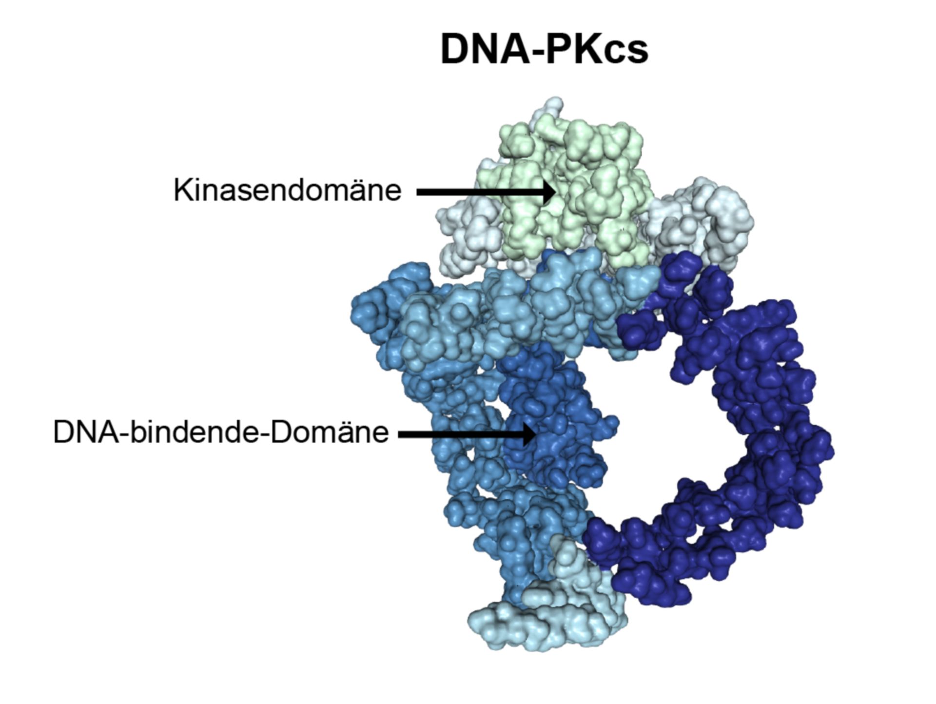 Proteinstruktur der DNA-PKcs