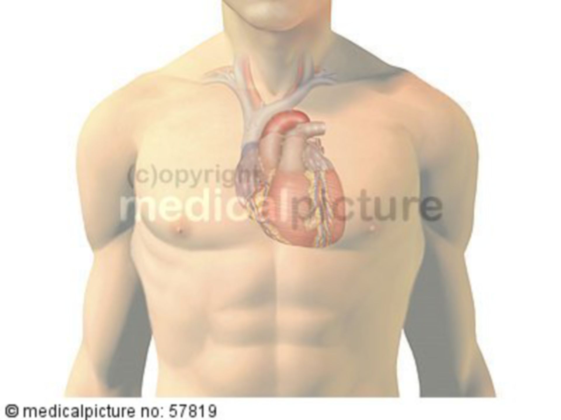  Anatomische Illustrationen - Herz mit Gefäßen 
