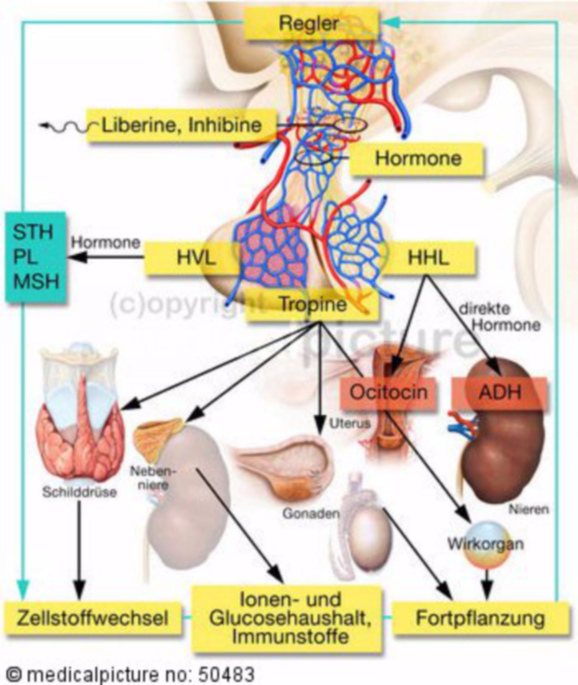  Hormoneller Regelkreis über Hypothalamus und Hypophyse 