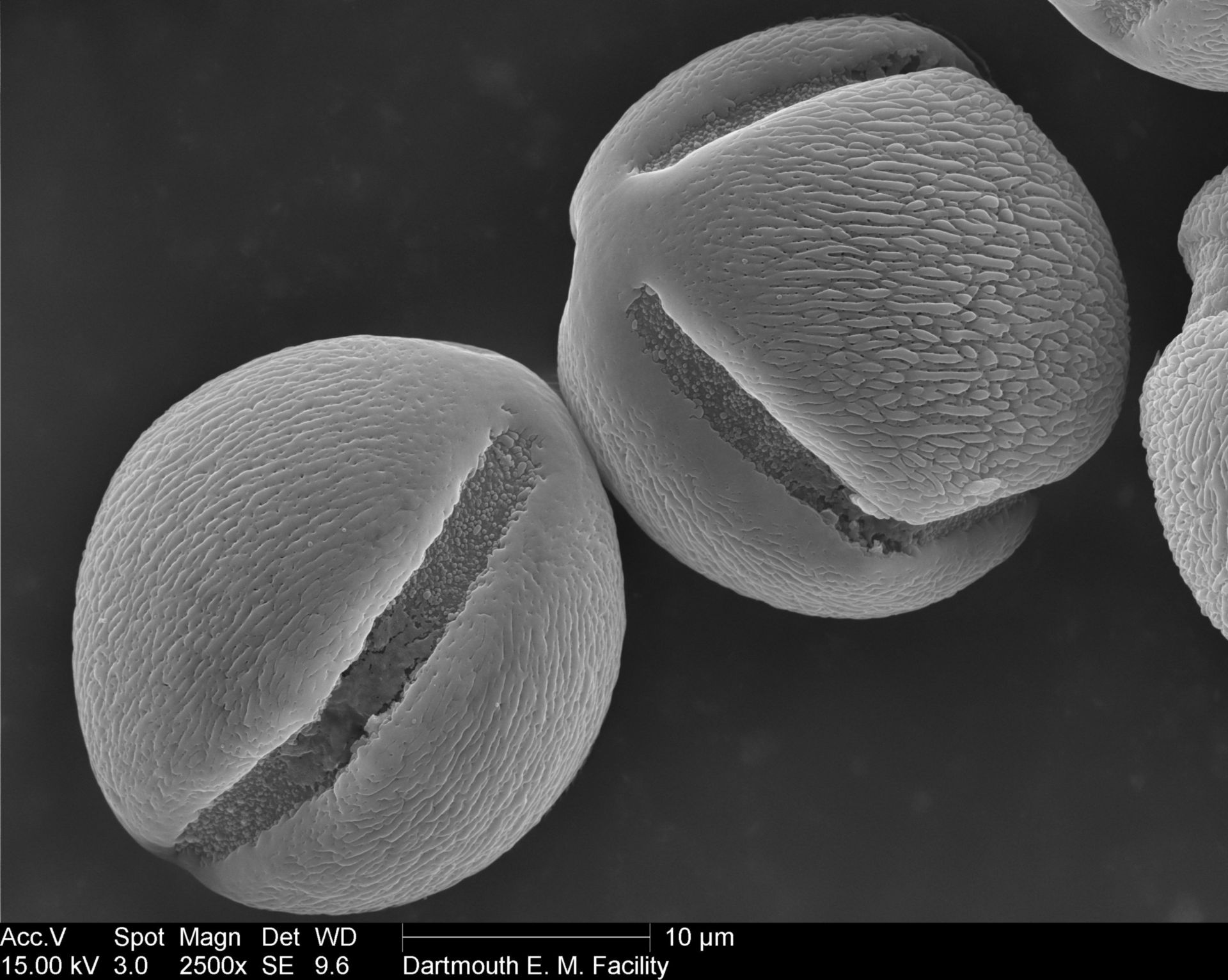 Nicotiana alata (Pollen wall) - CIL:40303