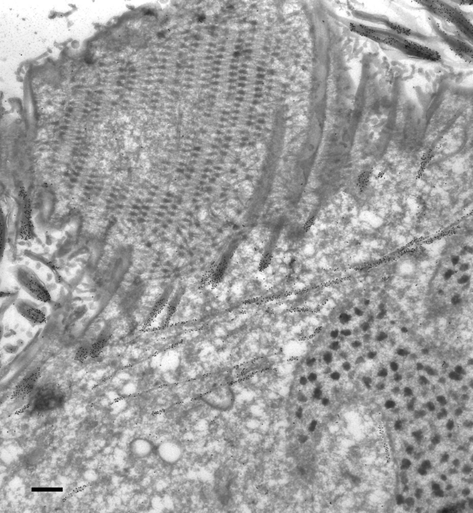 Paramecium tetraurelia (Cytoplasm) - CIL:9849