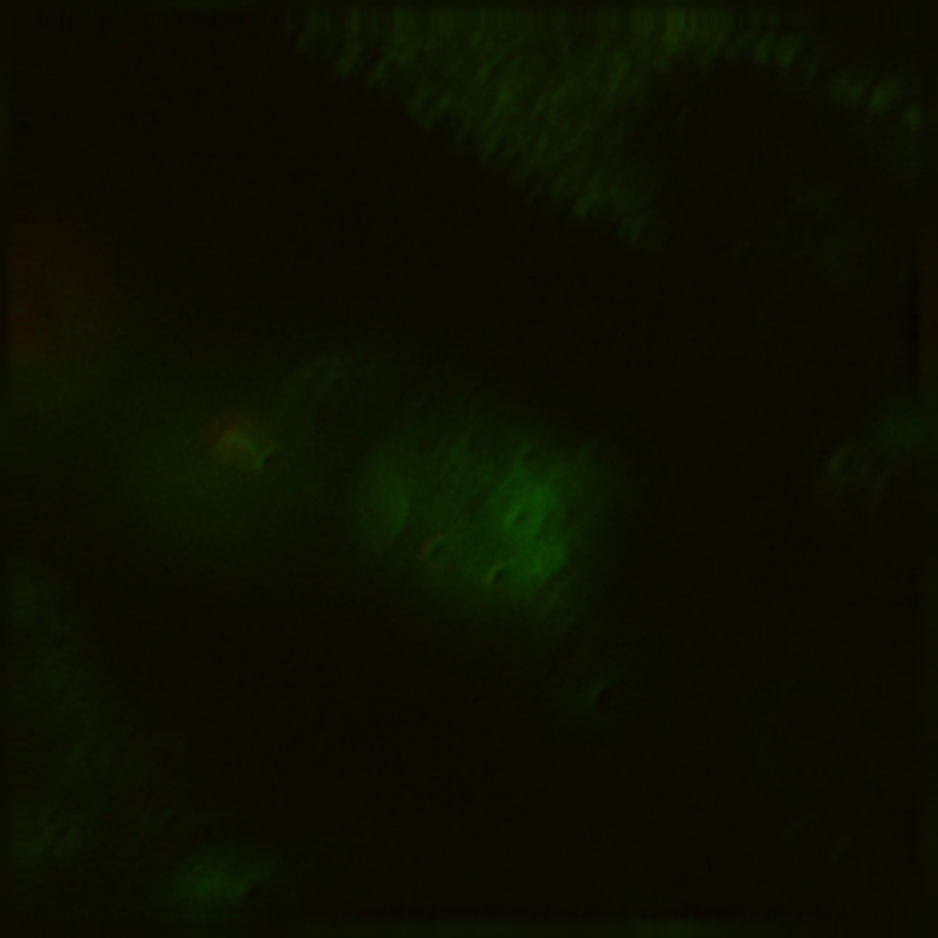 Toxoplasma gondii RH (Cortical microtubule) - CIL:10463