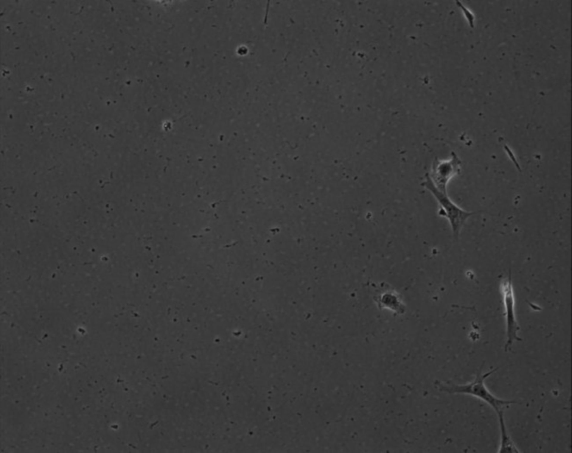 Mus musculus (Extracellular matrix part) - CIL:8870